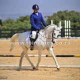 Dressage pony available to bait