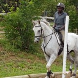 For Sale: Dali – striking grey WB gelding