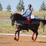 Tamsyn baits Feiko who belongs to Meryl. Feiko is a 27 yr old Friesian x Saddler gelding