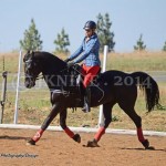 Tamsyn baits Feiko who belongs to Meryl. Feiko is a 27 yr old Friesian x Saddler gelding