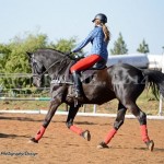 Tamsyn baits Feiko who belongs to Meryl. Feiko is a 27 yr old Friesian x Saddler gelding